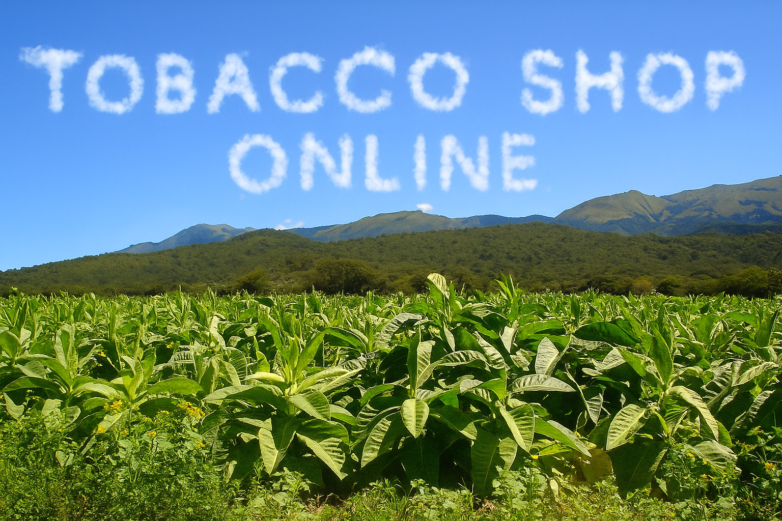 describe how smoking tobacco affects adults What chemicals are in a cigarette? | What does smoking do to your body? describe how smoking tobacco affects adults What chemicals are in a cigarette? | What does smoking do to your body?